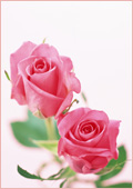 ��p�ʃs��-�_�ސ쌧 ���s ���Ë� �Y�w�l�� �w�l�� �Y�� �n�^�J�Y�R�w�l�N���j�b�N